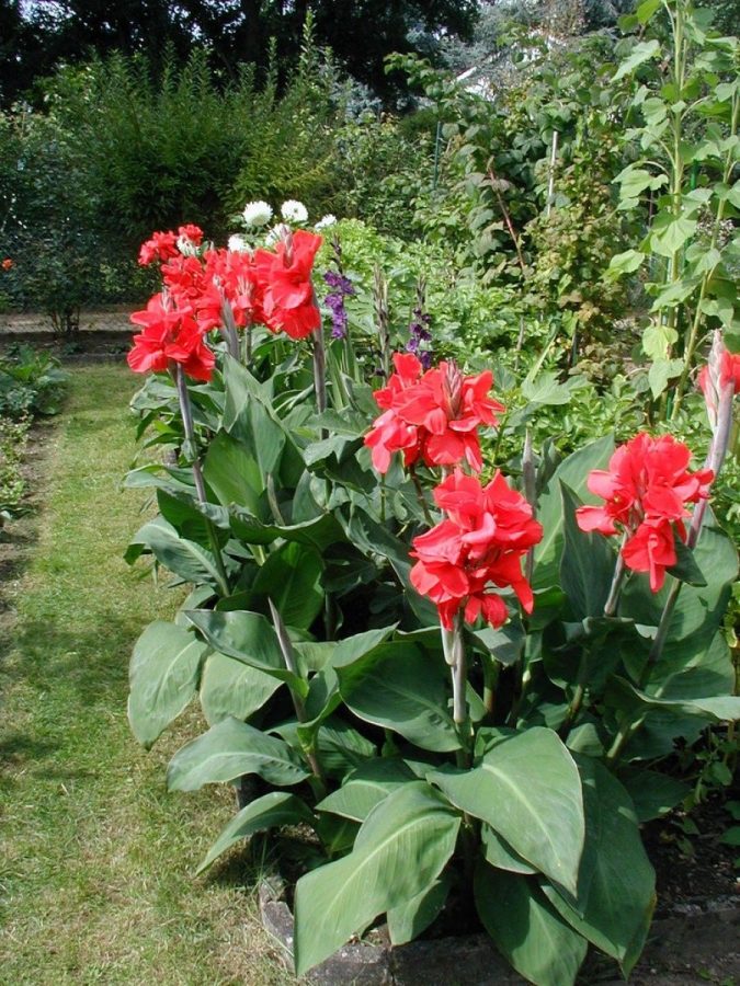 Canna-Lilies.-675x900 15 Annuals That Bloom All Summer
