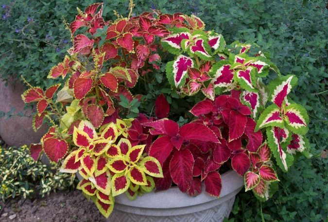 Coleus plant 15 Annuals That Bloom All Summer - 7