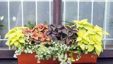 Different Coleus plants 15 Annuals That Bloom All Summer - 5 how to keep flowers fresh