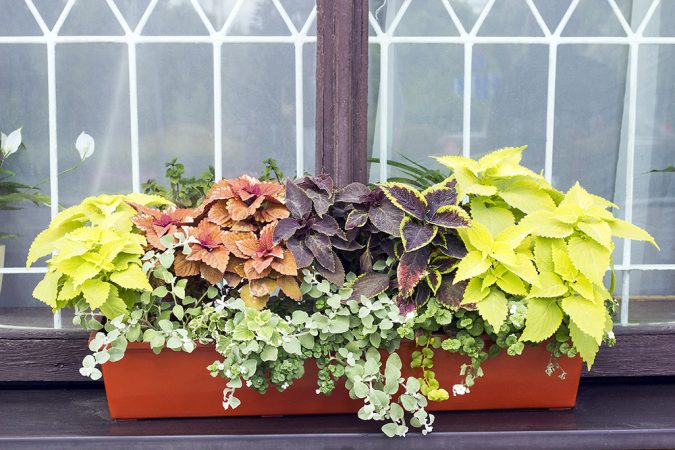 Different Coleus plants 15 Annuals That Bloom All Summer - 6