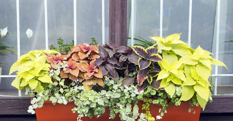 Different Coleus plants 15 Annuals That Bloom All Summer - summer flowers 35