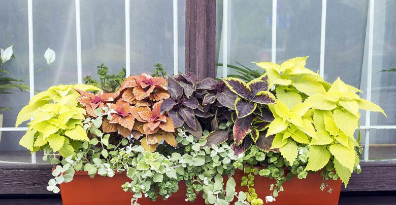 Different Coleus plants 15 Annuals That Bloom All Summer - annuals bloom all summer 1