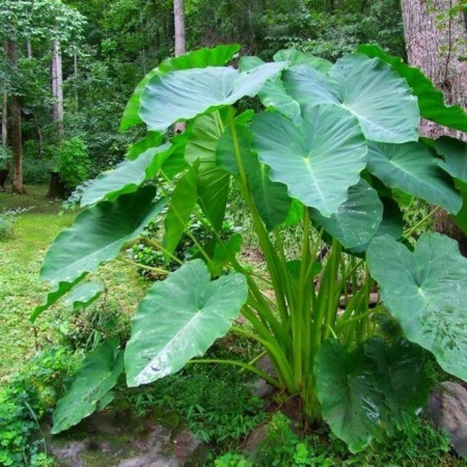 Elephant’s Ear. 15 Annuals That Bloom All Summer - 23