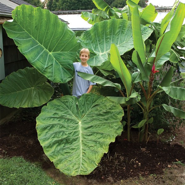 Elephant’s Ear 15 Annuals That Bloom All Summer - 24