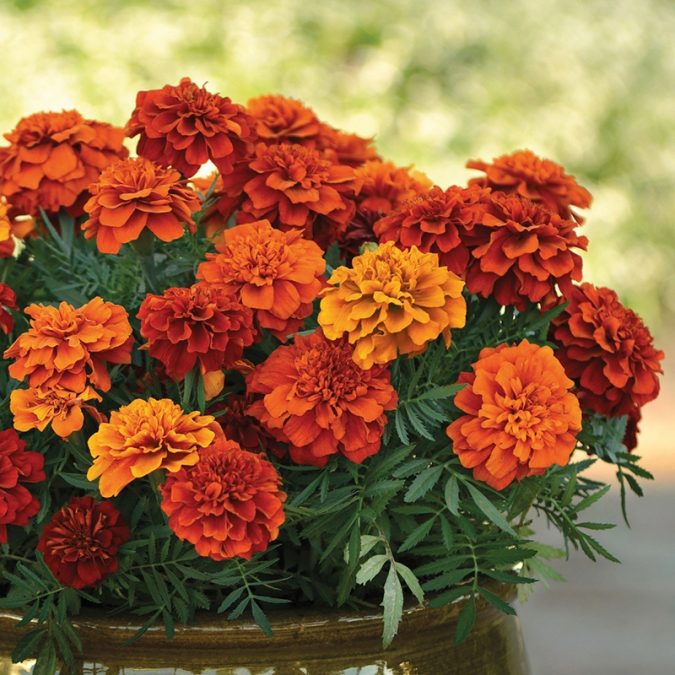 Marigold-675x675 15 Annuals That Bloom All Summer