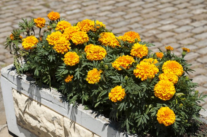 Marigold.-675x448 15 Annuals That Bloom All Summer