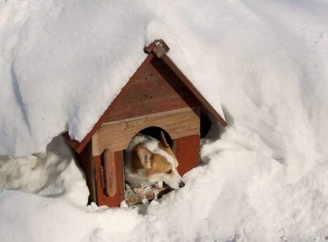 Top 10 Latest products to Enjoy Your Winter 13 Pet house Top 10 Latest products to Enjoy Your Winter - 13