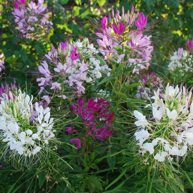Spider Flowers. 15 Annuals That Bloom All Summer - 18