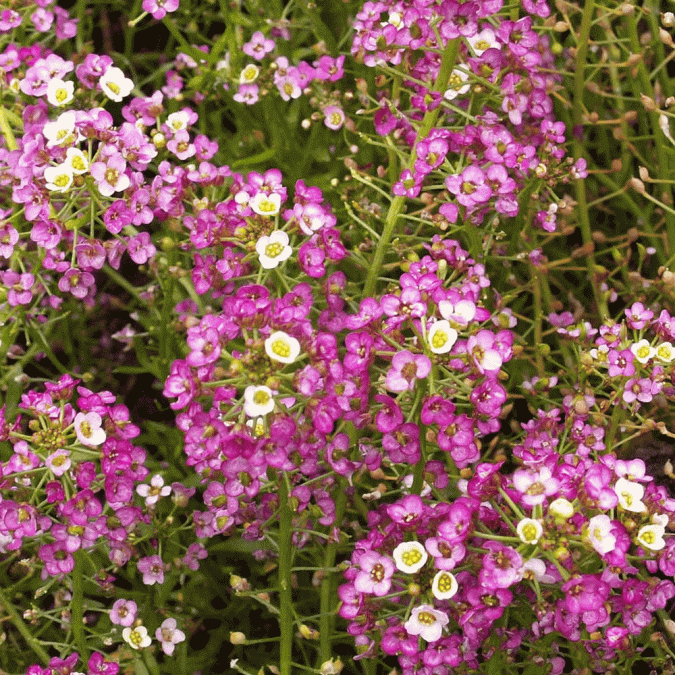 Sweet-Alyssum-675x675 15 Annuals That Bloom All Summer