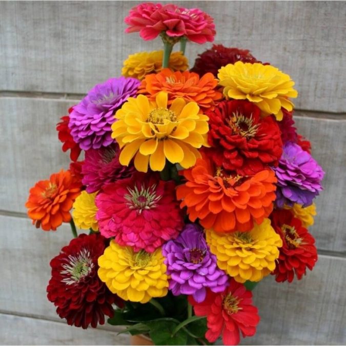 Zinnia 15 Annuals That Bloom All Summer - 21