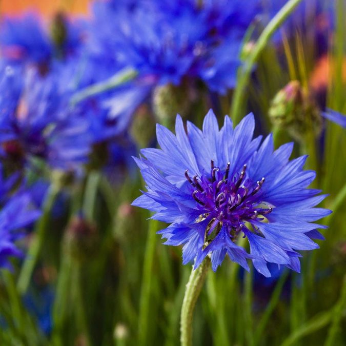 blue cornflower 15 Annuals That Bloom All Summer - 25
