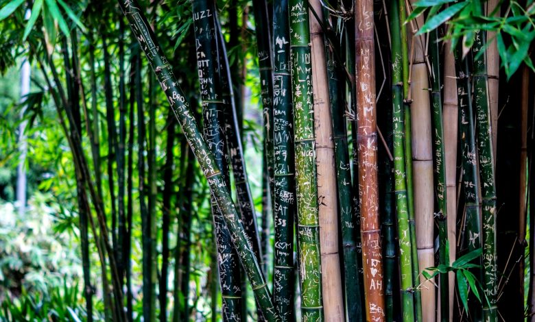 Bamboo Sheets Are Bamboo Sheets the Best Choice? - bamboo sheets nature 1
