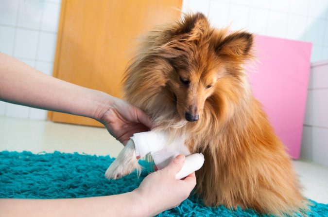 First-aid-for-dog-675x446 How to Take Care of Your Pet’s Health in Emergency Situations