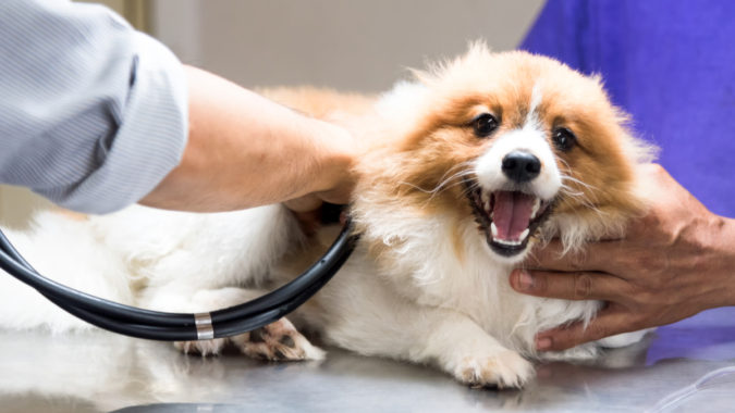 How to Take Care of Your Pet’s Health in Emergency Situations 7 First aid for pets How to Take Care of Your Pet’s Health in Emergency Situations - 7