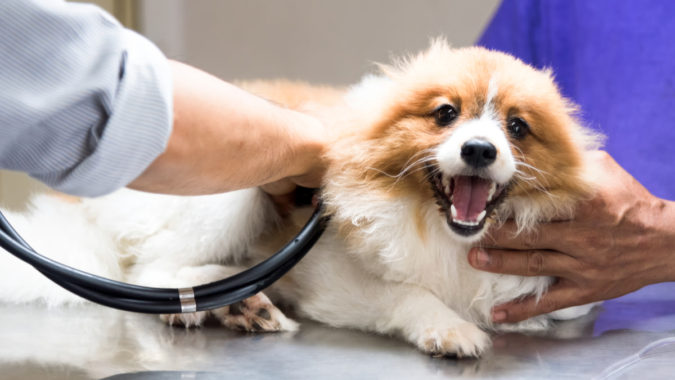 First aid for pets How to Take Care of Your Pet’s Health in Emergency Situations - 7