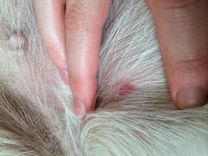 How to Take Care of Your Pet’s Health in Emergency Situations 9 cats are susceptible to insect bites How to Take Care of Your Pet’s Health in Emergency Situations - 9