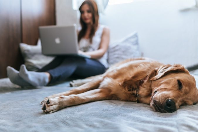 How to Take Care of Your Pet’s Health in Emergency Situations 3 contact an online vet How to Take Care of Your Pet’s Health in Emergency Situations - 3