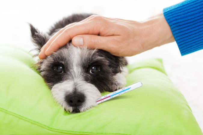 fever dog How to Take Care of Your Pet’s Health in Emergency Situations - 10