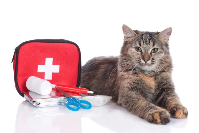 first-aid-kit-for-your-pets-675x450 How to Take Care of Your Pet’s Health in Emergency Situations