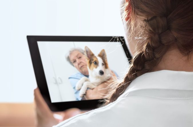online-vet-675x444 How to Take Care of Your Pet’s Health in Emergency Situations