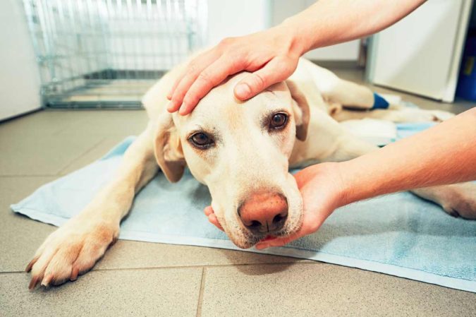 How to Take Care of Your Pet’s Health in Emergency Situations 5 pets care in emergency How to Take Care of Your Pet’s Health in Emergency Situations - 5