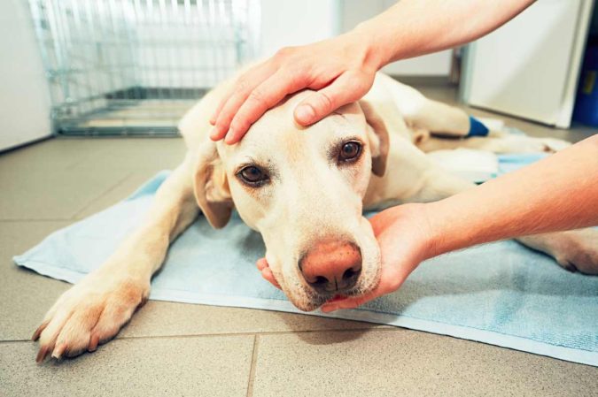 pets care in emergency How to Take Care of Your Pet’s Health in Emergency Situations - 5