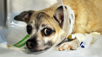 pet’s health How to Take Care of Your Pet’s Health in Emergency Situations - 1