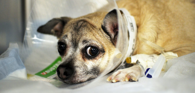 How to Take Care of Your Pet’s Health in Emergency Situations 2 pet’s health How to Take Care of Your Pet’s Health in Emergency Situations - 2