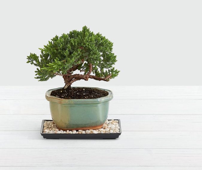 12 Most Awesome Valentine's Day Gifts for Him 13 juniper bonsai tree 12 Most Awesome Valentine's Day Gifts for Him - 13