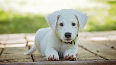 10 of Best CBD Treats for Pets 12 pet dog 10 of Best CBD Treats for Pets - 5