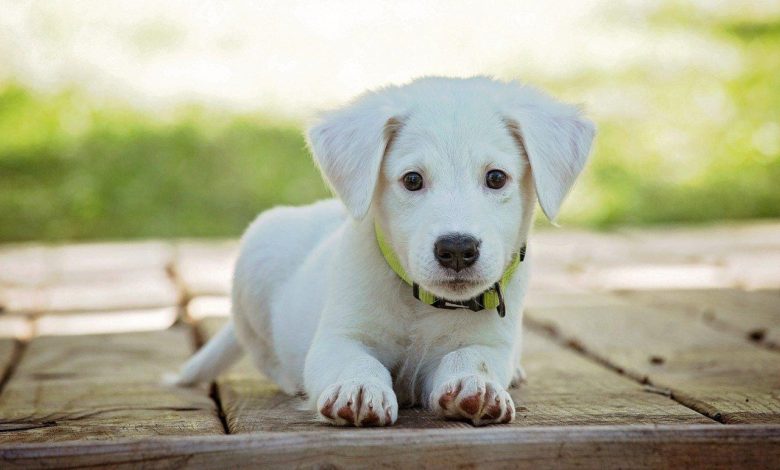 pet dog 10 of Best CBD Treats for Pets - CBD benefits 7