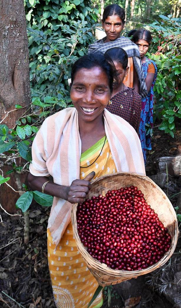 Indian Coffee 1 Top 10 Best Coffee Producing Countries in the World - 15