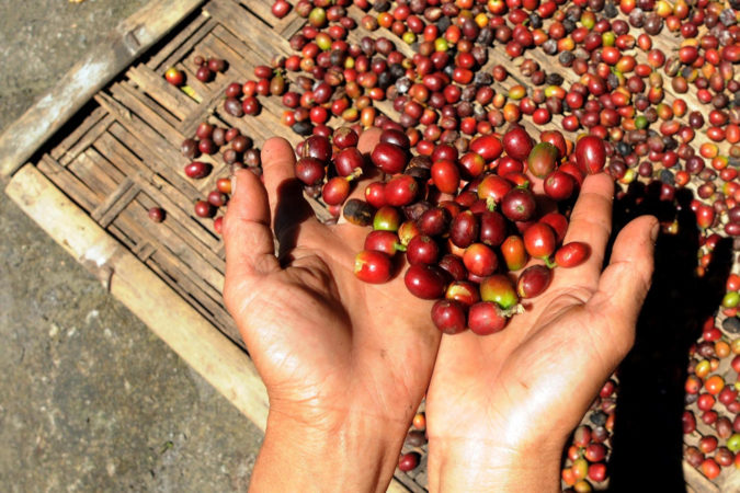 Indonesia coffee Top 10 Best Coffee Producing Countries in the World - 12