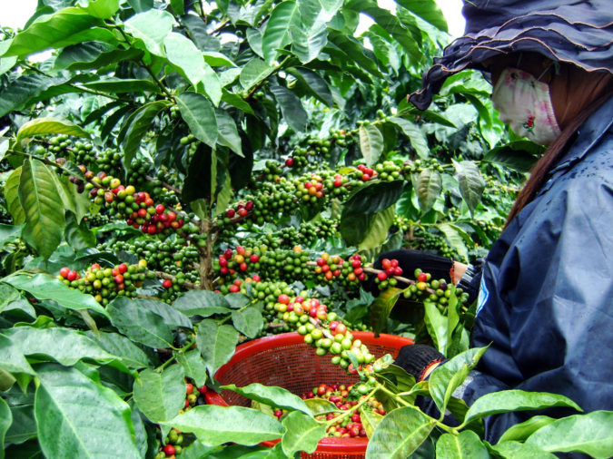 Vietnam. Top 10 Best Coffee Producing Countries in the World - 4