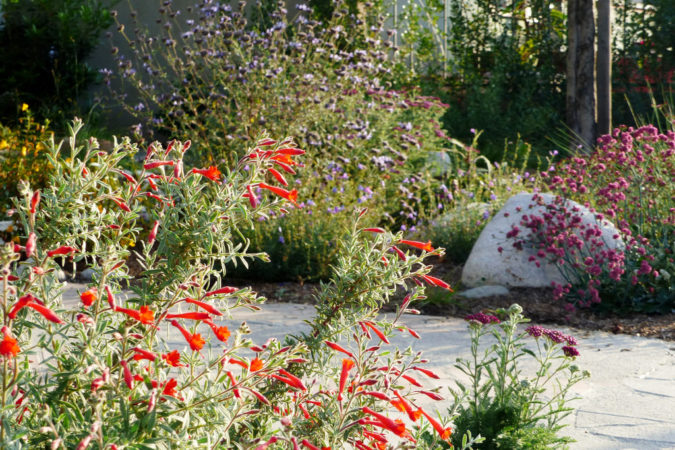 Top 20 Garden Trends: Early Predictions to Adopt 27 home garden Native Plants Top 20 Garden Trends: Early Predictions to Adopt - 27