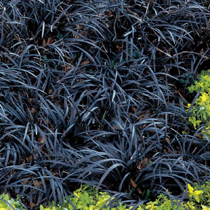 Top 20 Garden Trends: Early Predictions to Adopt 13 home garden dark color ornamental grasses Top 20 Garden Trends: Early Predictions to Adopt - 13