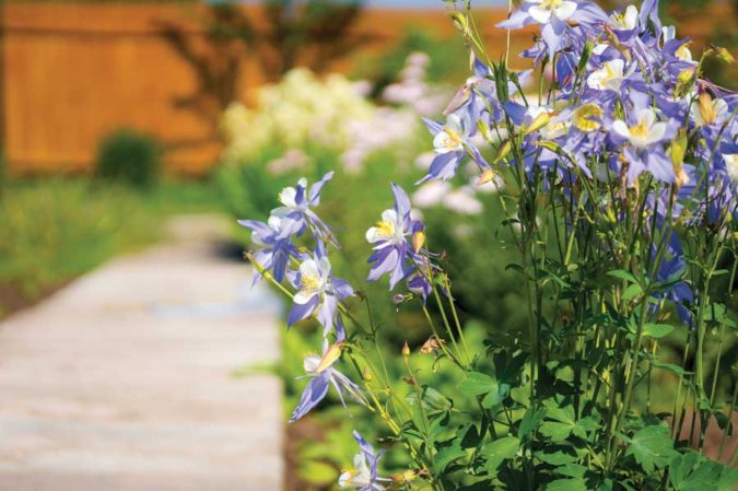 Top 20 Garden Trends: Early Predictions to Adopt 28 home garden native plants 2 Top 20 Garden Trends: Early Predictions to Adopt - 28