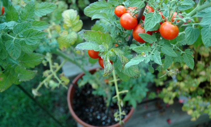 Top 20 Garden Trends: Early Predictions to Adopt 11 home garden tomatoes Top 20 Garden Trends: Early Predictions to Adopt - 11