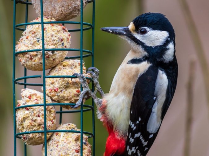Top 20 Garden Trends: Early Predictions to Adopt 7 wildlife friendly home garden Top 20 Garden Trends: Early Predictions to Adopt - 7