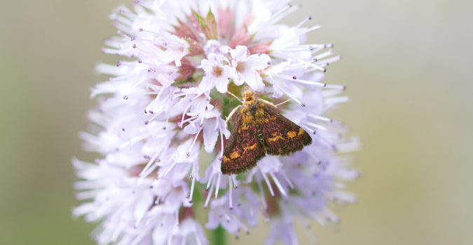 Top 20 Garden Trends: Early Predictions to Adopt 8 wildlife home garden Top 20 Garden Trends: Early Predictions to Adopt - 8