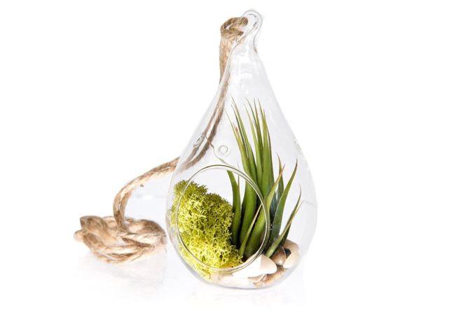 Air Plant Kit 25 Best Employee Gifts Ideas They Will Actually Need - 3