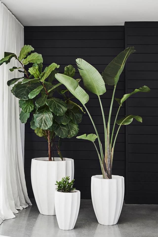 home natural plants 3 10 Ways to Keep Your Home Smelling Clean and Fresh - 7