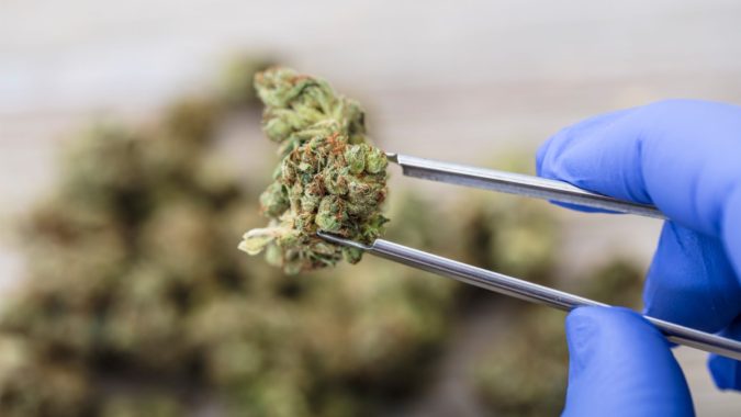 10 Reasons Why Scientists Believe Cannabis Can Treat Coronavirus 2 cannabis 10 Reasons Why Scientists Believe Cannabis Can Treat Coronavirus - 2