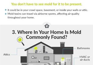 mold guide infographic groundworks Why You Need to Prevent Mold at Your Home - 3