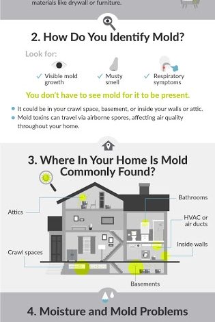 mold guide infographic groundworks Why You Need to Prevent Mold at Your Home - 1