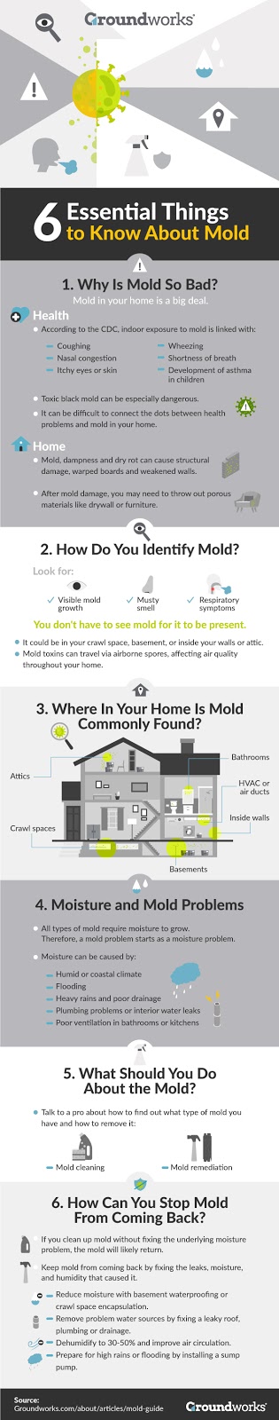 mold guide infographic groundworks Why You Need to Prevent Mold at Your Home - 2
