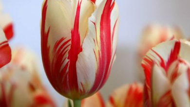 17th century Tulip Bulb. Top 10 Most Expensive Flowers in The World - Garden 2
