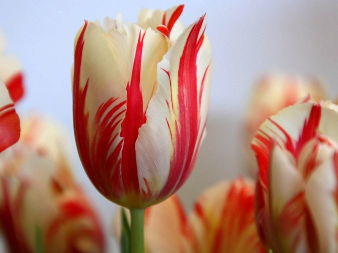 17th century Tulip Bulb. Top 10 Most Expensive Flowers in The World - 19
