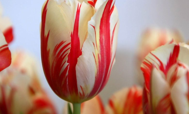 17th century Tulip Bulb. Top 10 Most Expensive Flowers in The World - flowers as gifts 1