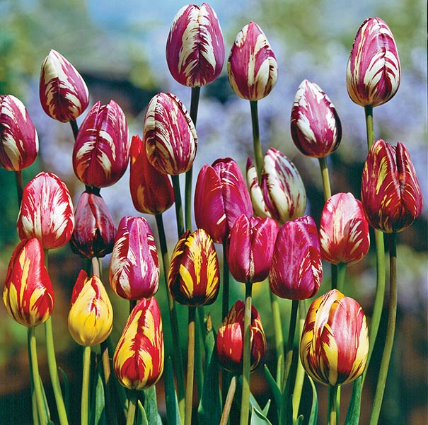 17th century Tulip Bulb Top 10 Most Expensive Flowers in The World - 18